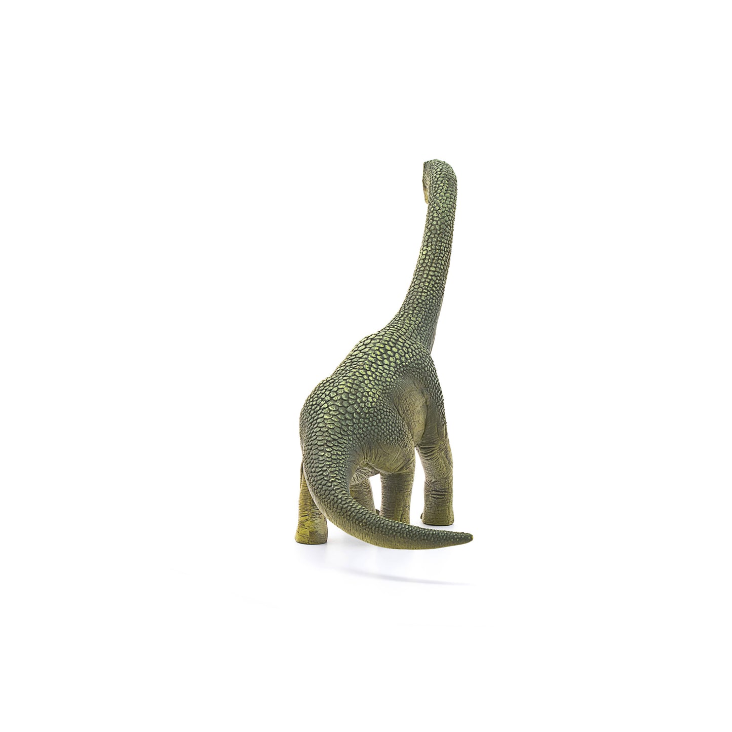 Brachiosaurus