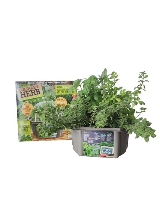 Culinary Herb Collection