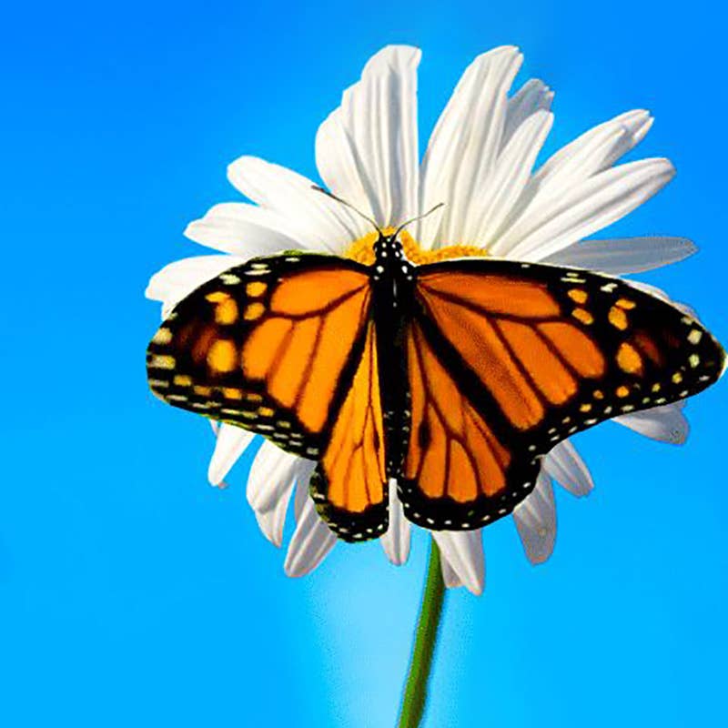 Fliposcope - Butterfly DIY FlipBook Machine Keepsake