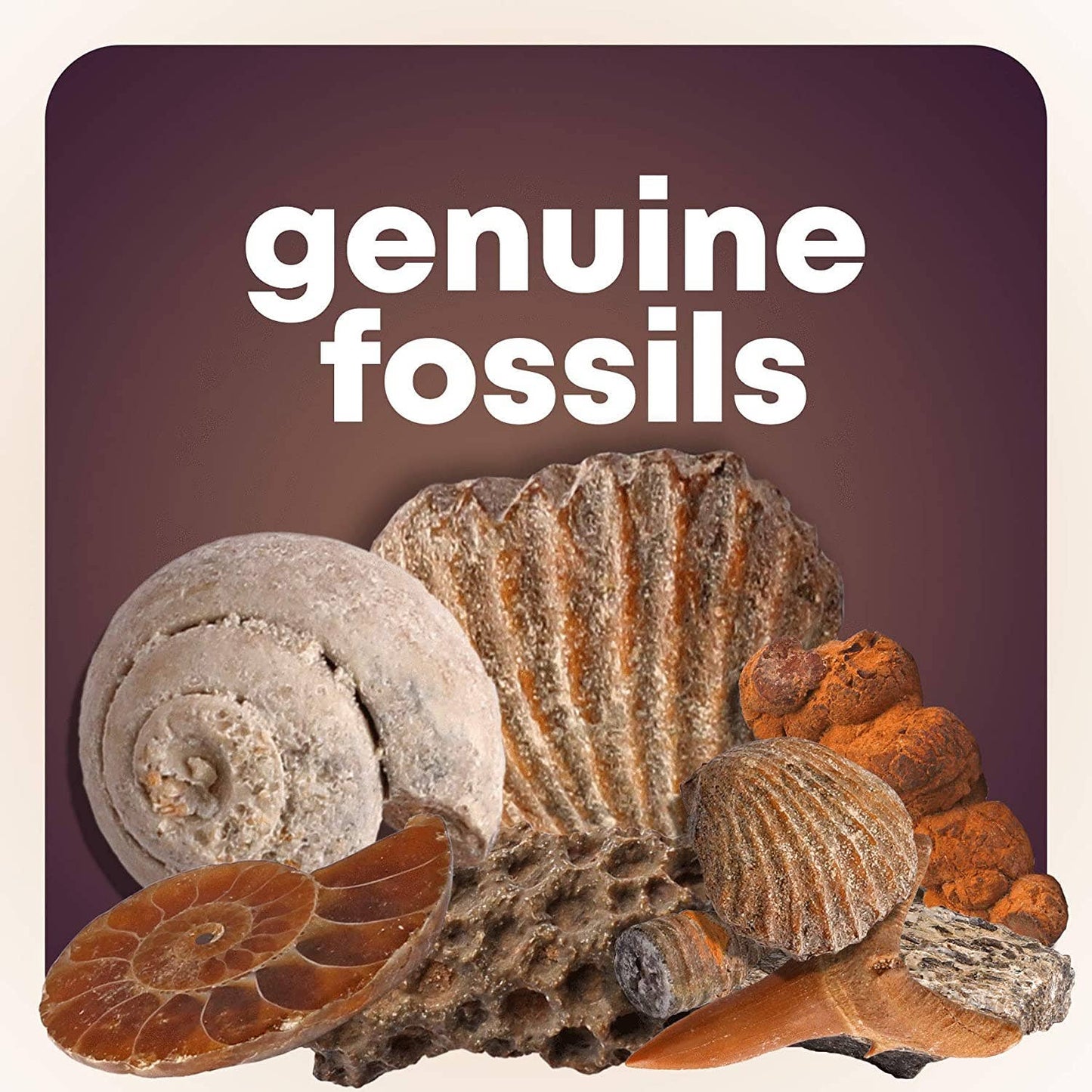 Rock, Fossil & Mineral Collection
