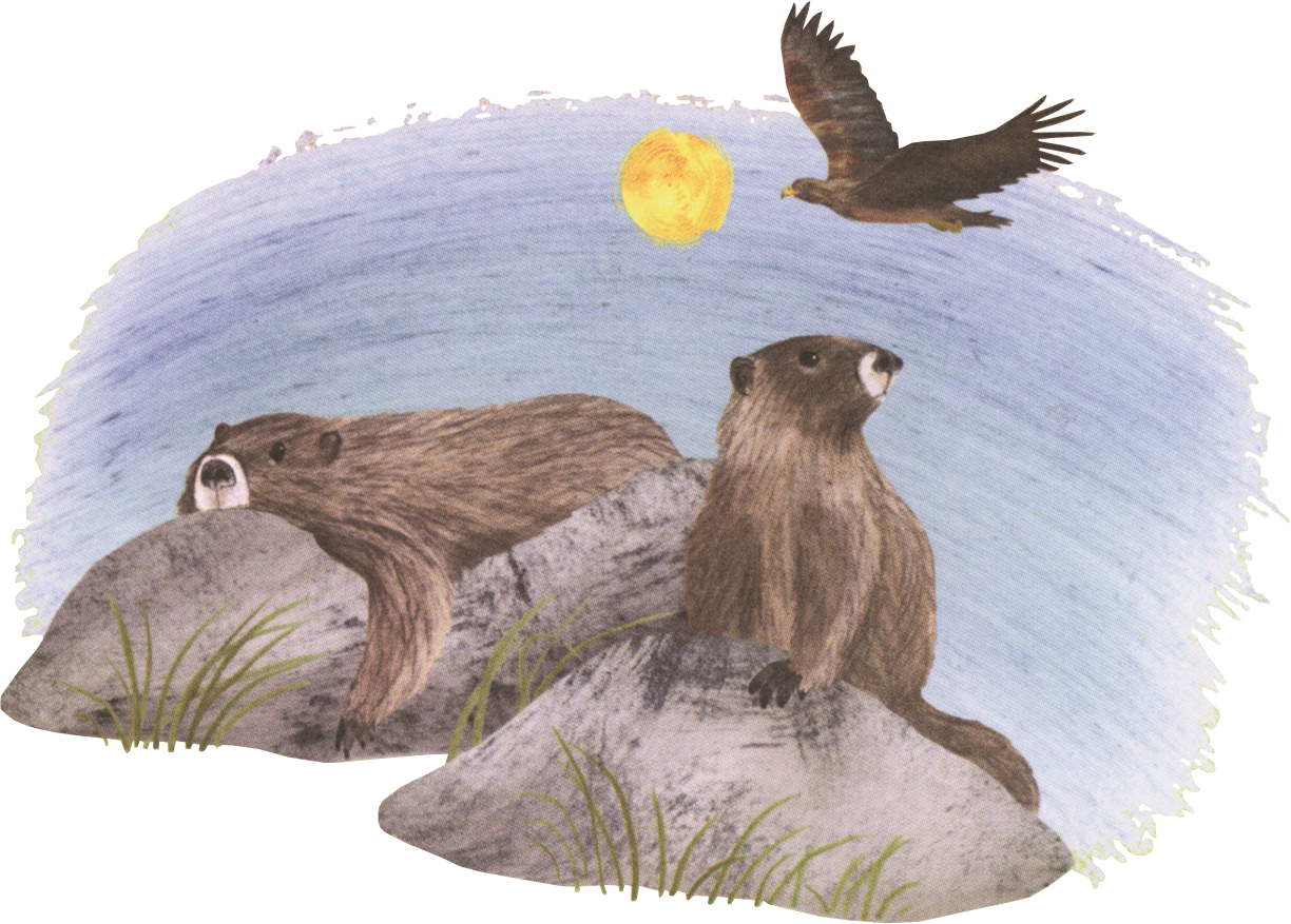 Explore! America's Wildlife