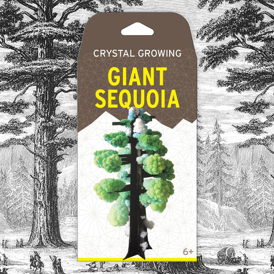 Crystal Growing Giant Sequoia |
Craft Kit Science Kit