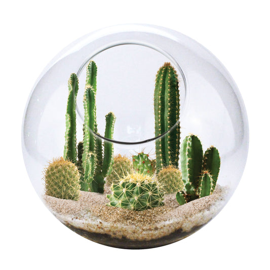 Mini Desert Collection Glass Terrarium