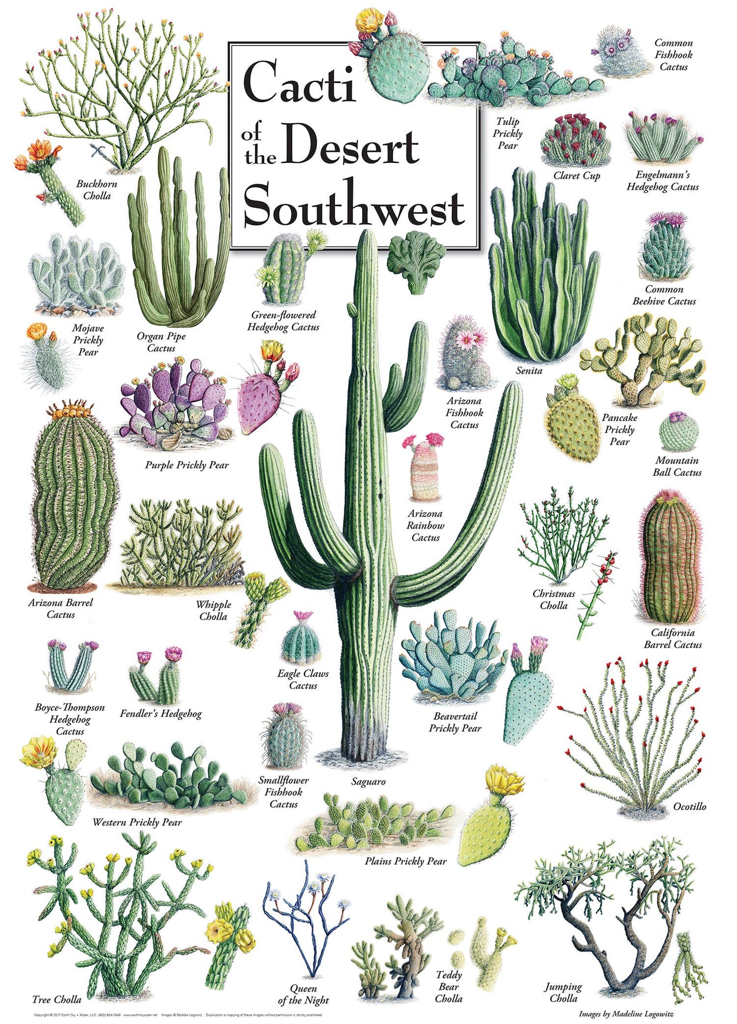 Cacti of the Desert Southwest 1000 Piece Puzzle