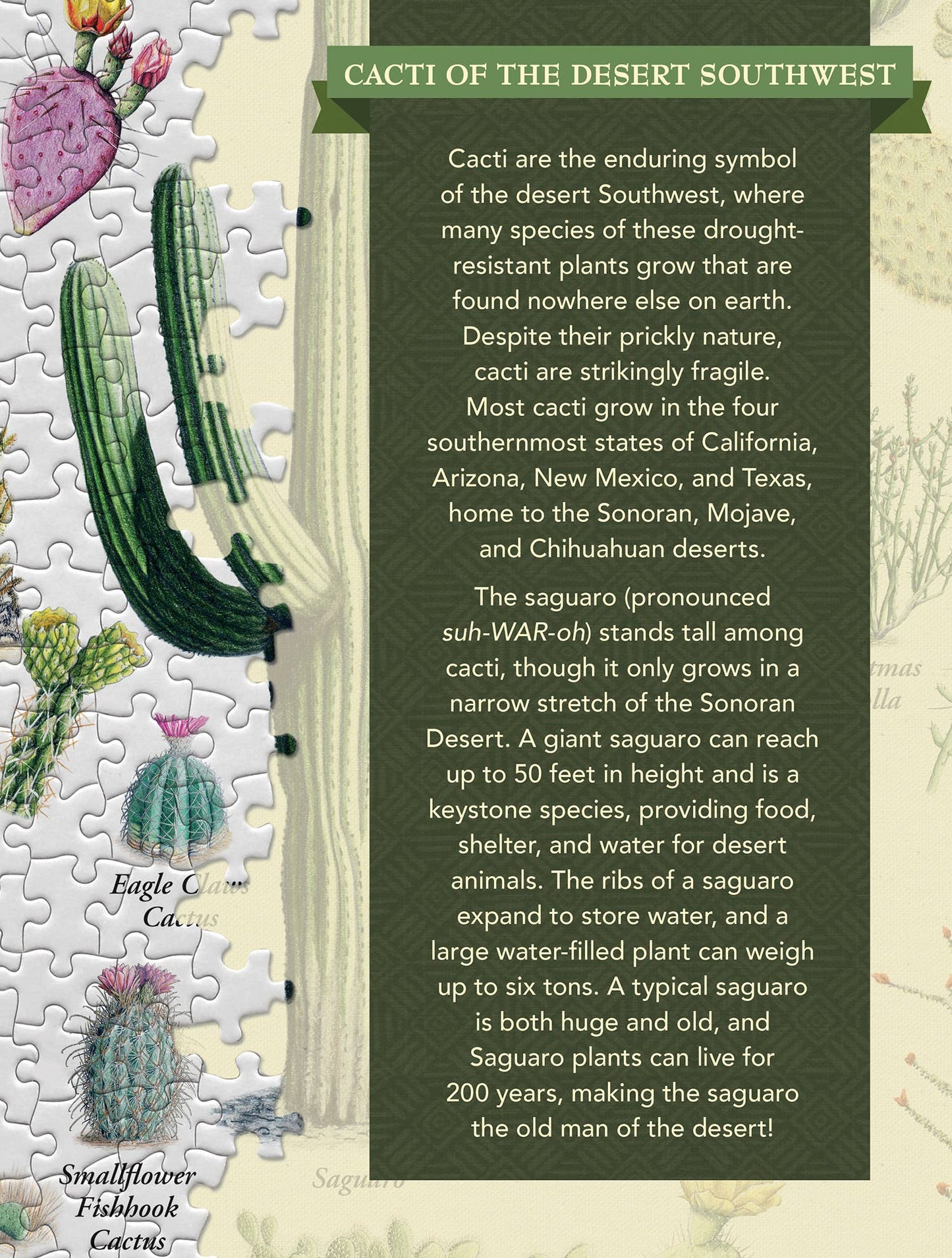 Cacti of the Desert Southwest 1000 Piece Puzzle