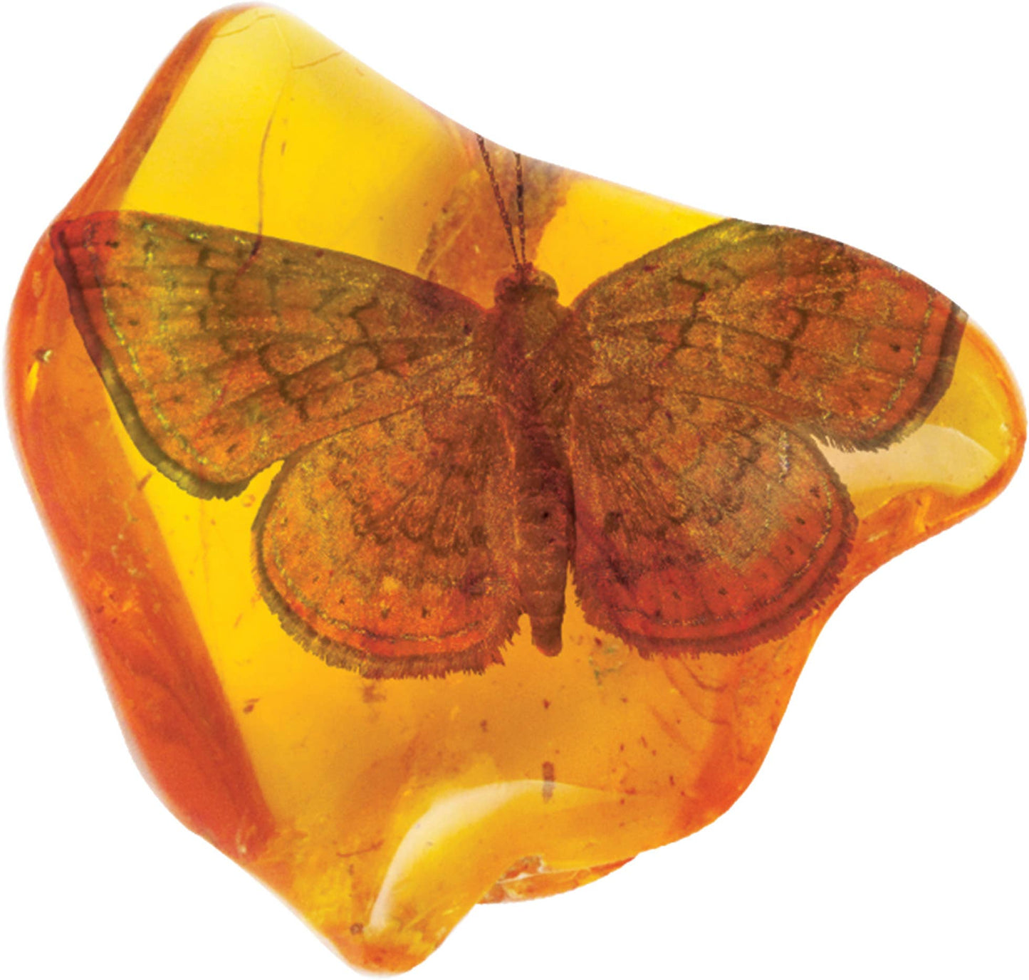 Smithsonian Amber Dig