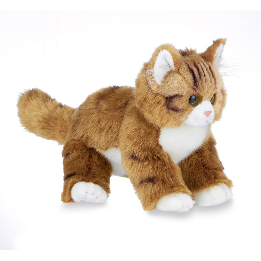 Manny the Maine Coon Cat