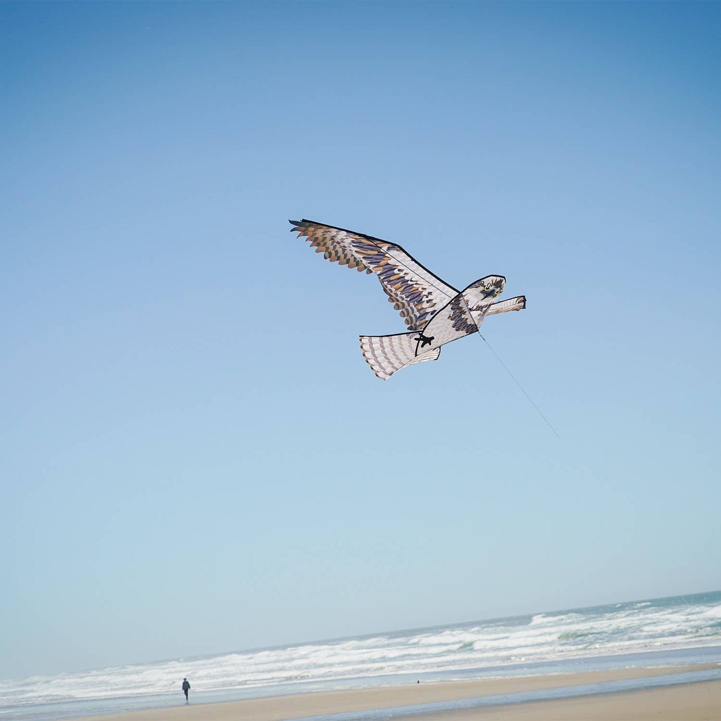 70" Osprey Kite