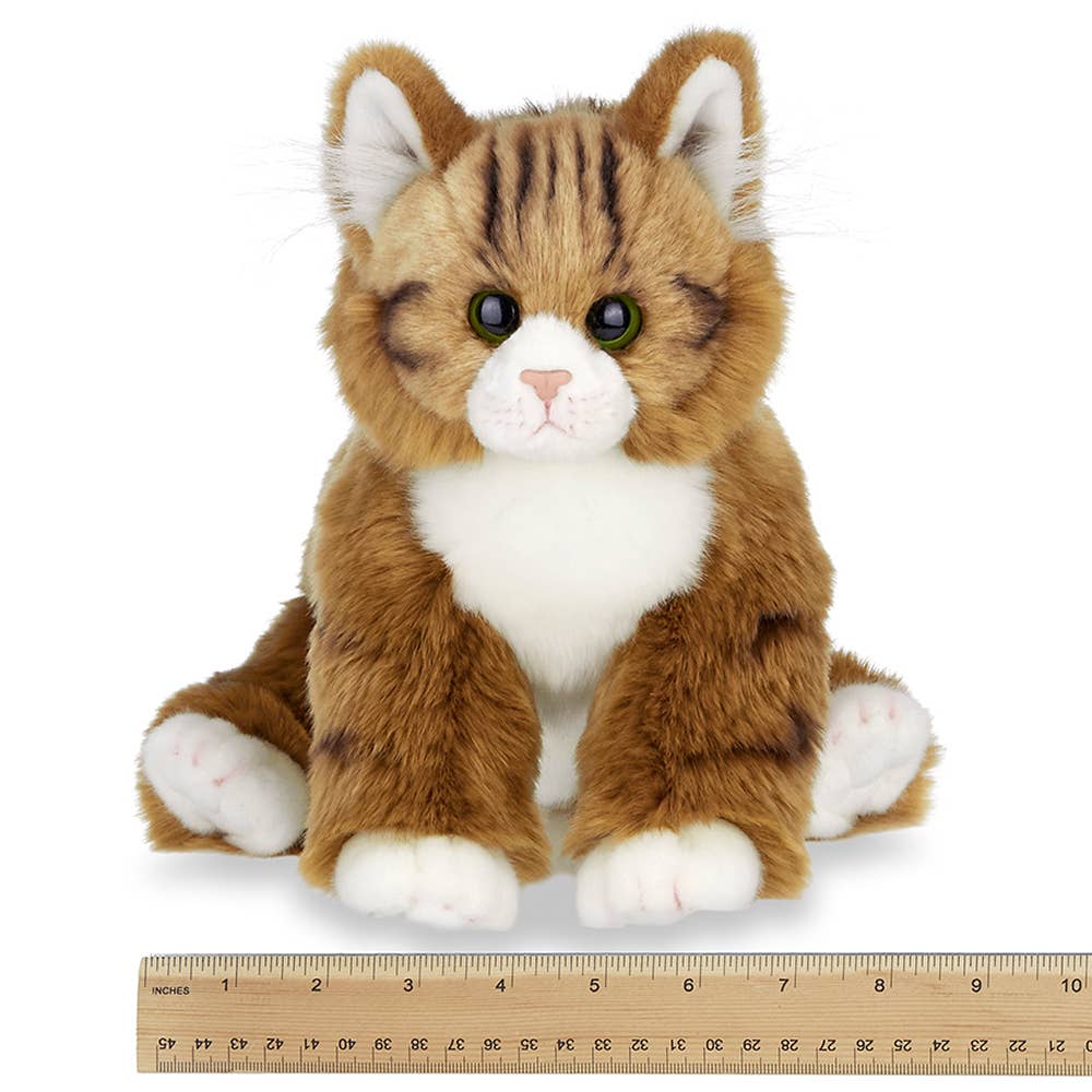 Manny the Maine Coon Cat