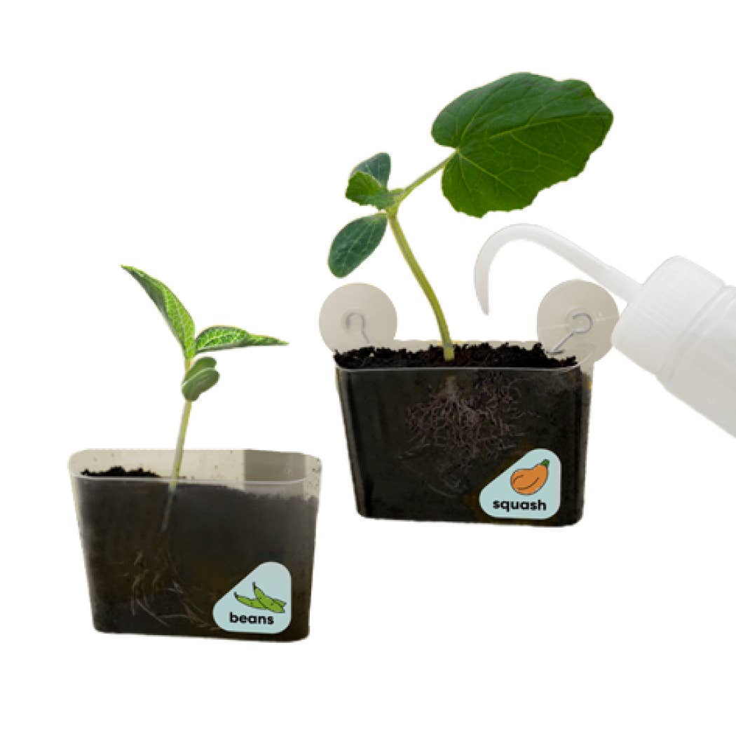 Window Garden DIY Growing Plant Kit for Kids