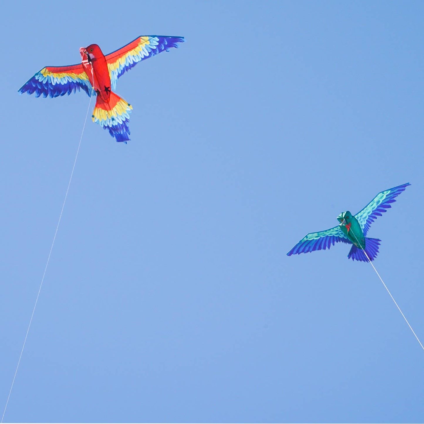 3D Parrot Kite